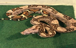 Boa Snake reptiles for sale: 2025 Boa Constrictor Babies in Letchworth Garden City - Image 12