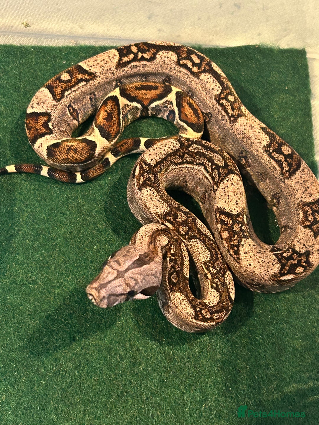 Boa Snake reptiles for sale: 2025 Boa Constrictor Babies in Letchworth Garden City - Image 12
