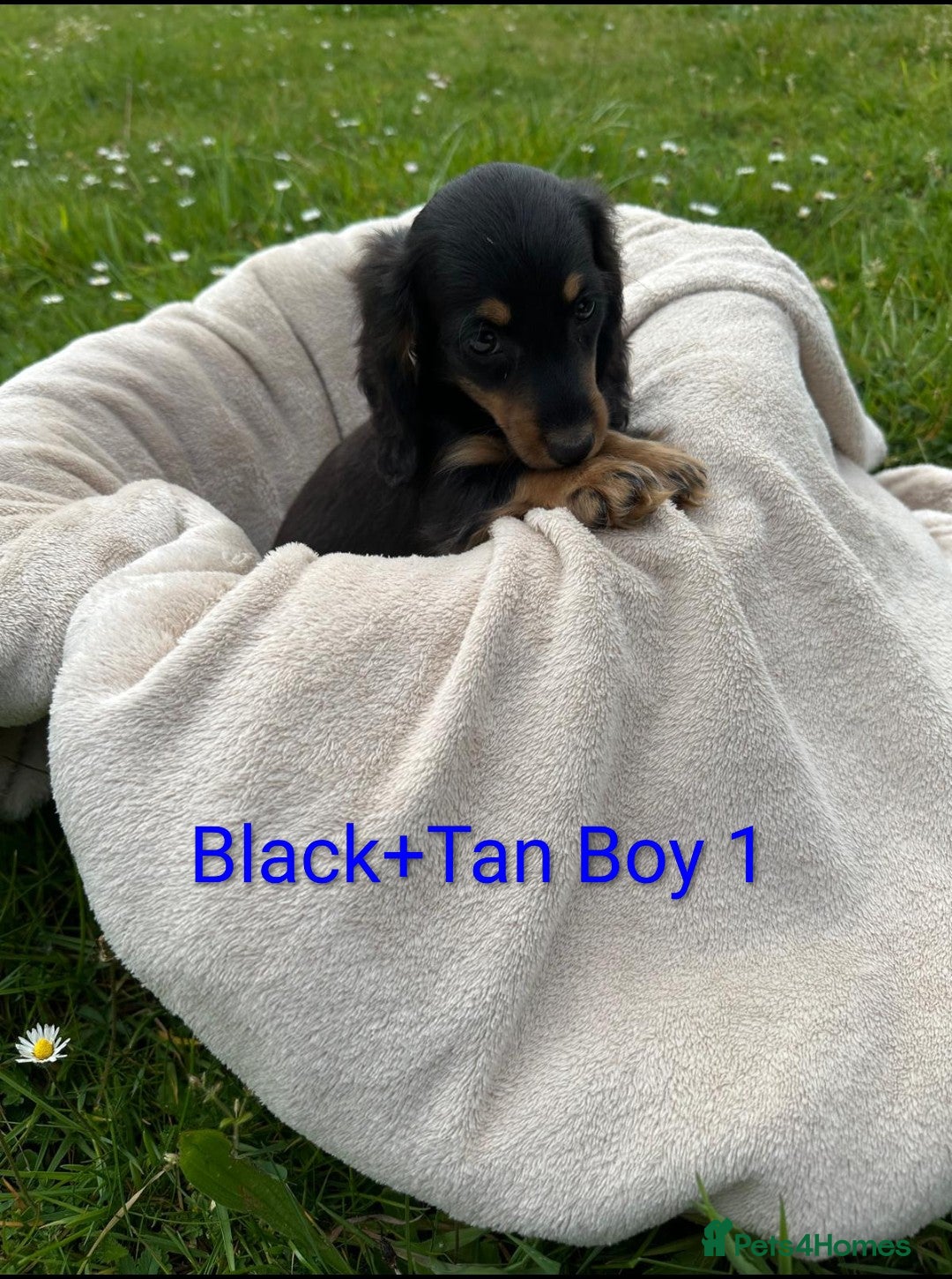Dachshund dogs Beautiful Miniature Dachshund Puppy - Advert 2