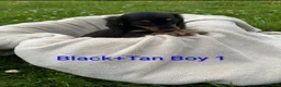 Dachshund dogs for sale: Beautiful Dachshund Puppies - Advert 5