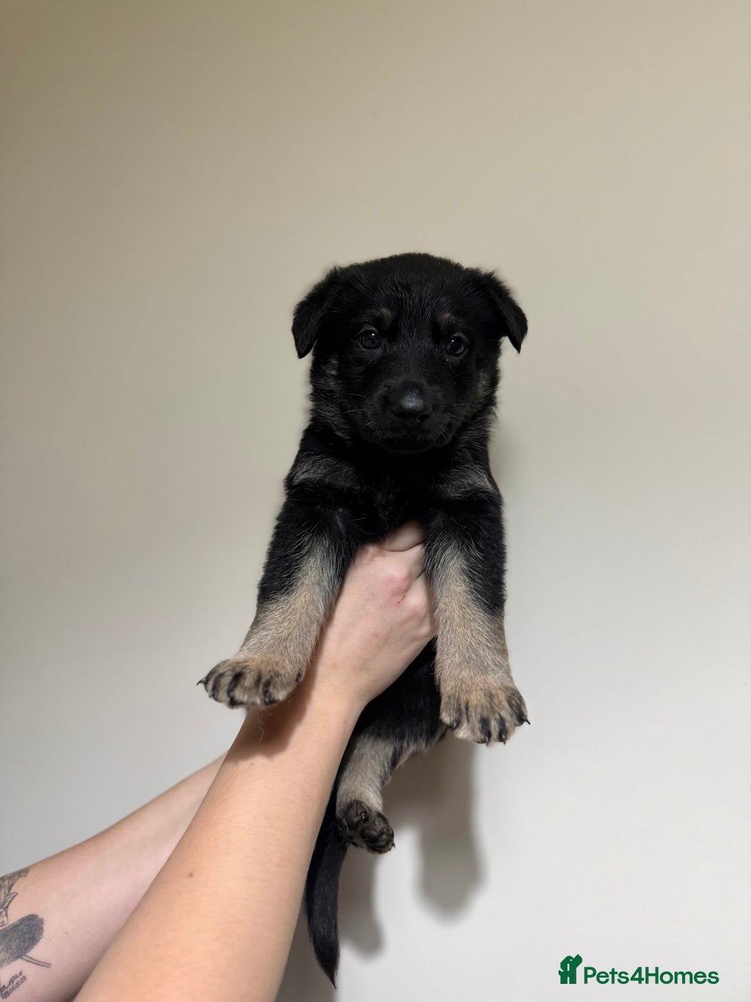 German Shepherd dogs for sale: Beautiful KC German Shepherd Puppies  - Advert 18