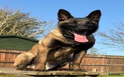 Belgian Shepherd Dog dogs for sale: For sale Belgian Malinios  - Image 1