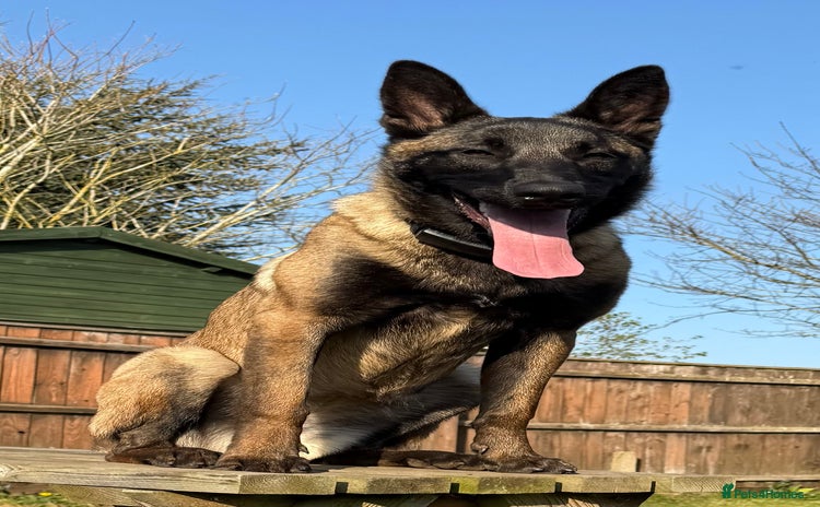 Belgian Shepherd Dog dogs - Advert 1