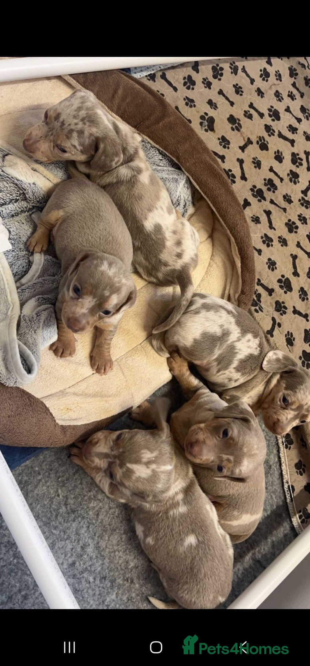 Dachshund dogs for sale: isabella dapple pups - Image 3