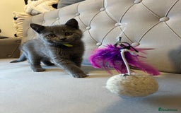 Scottish Fold cats for sale: Amazing Kittens Waiting for You! Just 2 left🥰 - Image 4