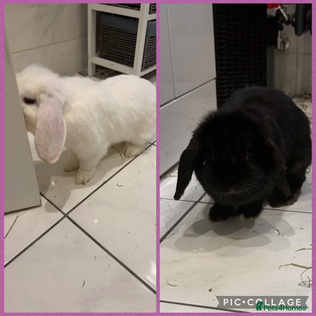 Mini Lop rabbits for sale: Two gorgeous girl mini lop rabbits in Thatcham - Advert 1