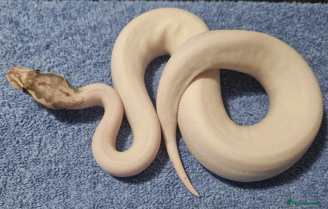 Python Snake reptiles for sale: CB25 ball python, pieds, Desert Ghost, + combos - Advert 5