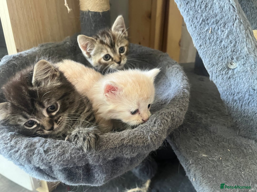 Mixed Breed cats for sale: Siamese/bsh domestic cross kittens  - Image 9
