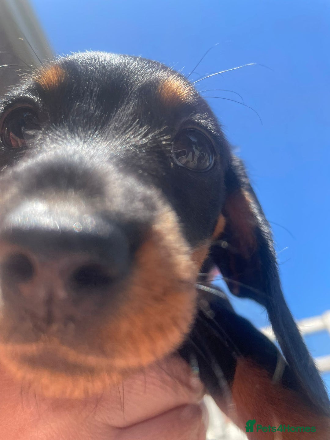Miniature Dachshund dogs for sale: Beautiful Miniature Daschunds  - Image 25