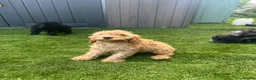 Cockapoo dogs for sale: Fully Vaccinated Merle cockapoos  - Advert 7