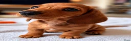 Miniature Dachshund dogs for sale: Stunning clear red bitch  - Advert 1