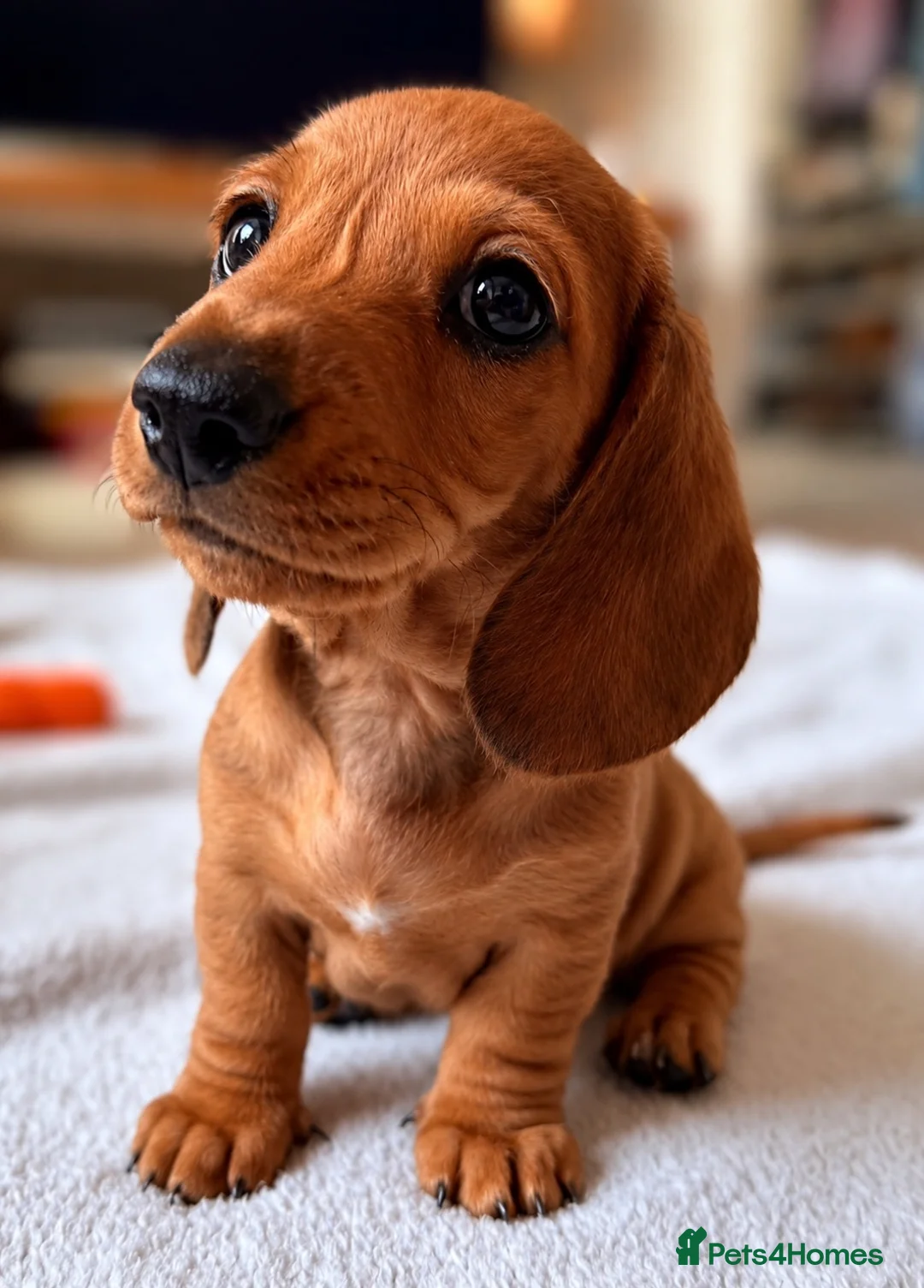 Miniature Dachshund dogs for sale: Stunning clear red bitch  - Advert 1