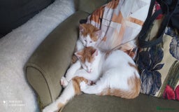 Mixed Breed cats for sale: Two lovely boys looking for their forever homes  - Image 8