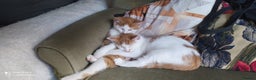 Mixed Breed cats for sale: Two lovely boys looking for their forever homes  - Advert 8