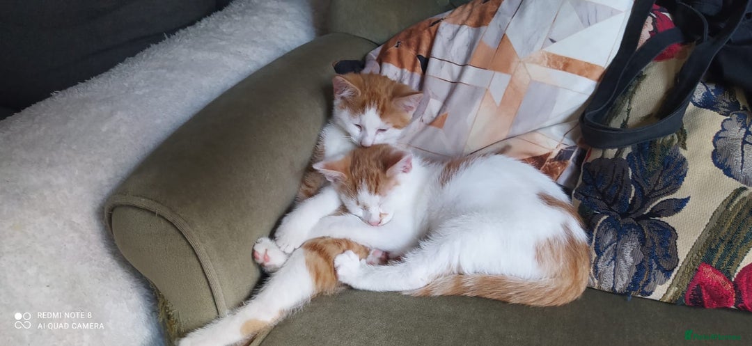 Mixed Breed cats for sale: Two lovely boys looking for their forever homes  - Image 8