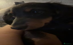 Dachshund dogs for sale: Stunning miniature long haired dachshund puppy  - Image 3