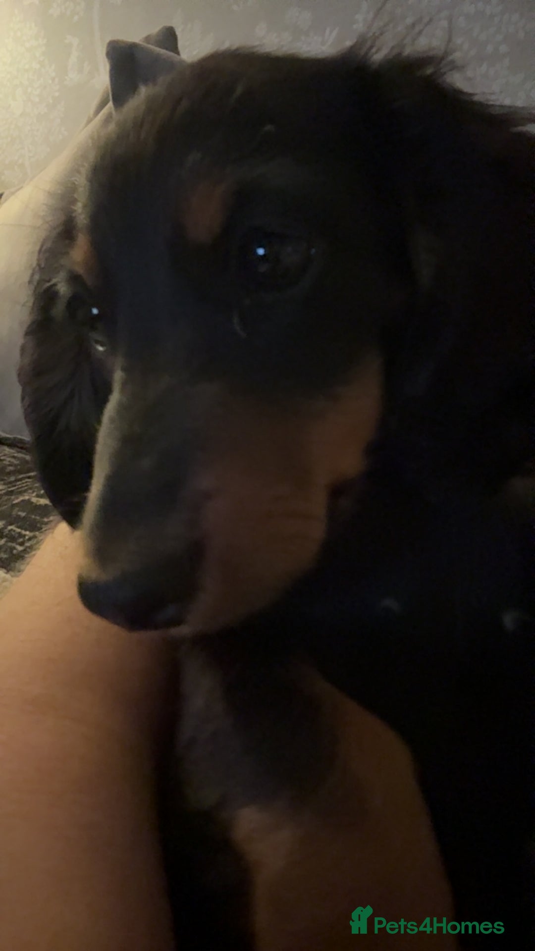 Dachshund dogs for sale: Stunning miniature long haired dachshund puppy  - Image 3