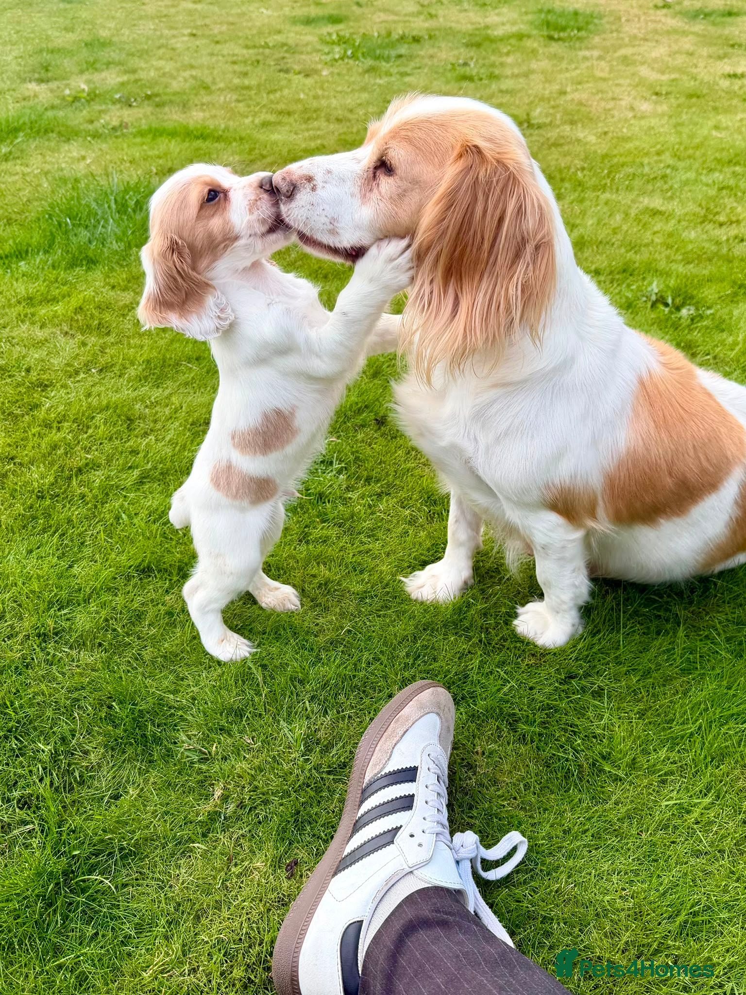 English Springer Spaniel dogs 2x springer puppies  - Advert 1