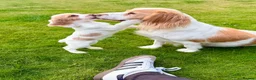 English Springer Spaniel dogs for sale: 2x springer puppies  in Hexham - Advert 1