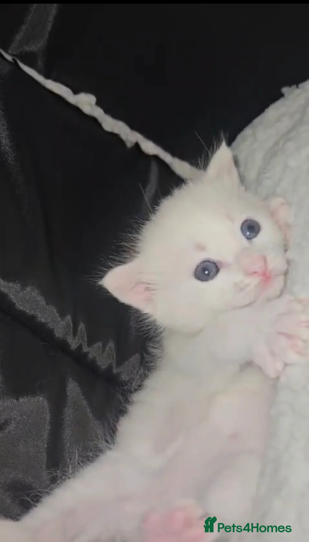 Maine Coon cats for stud: white male stud in Stockport - Advert 5