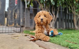 Cockapoo dogs for sale: Only two boys available  - Image 4