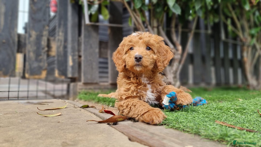 Cockapoo dogs for sale: Only two boys available  - Image 4