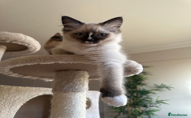 Ragdoll cats GCCF reg parents , pure breed ragdoll kittens 🤍 - Advert 7