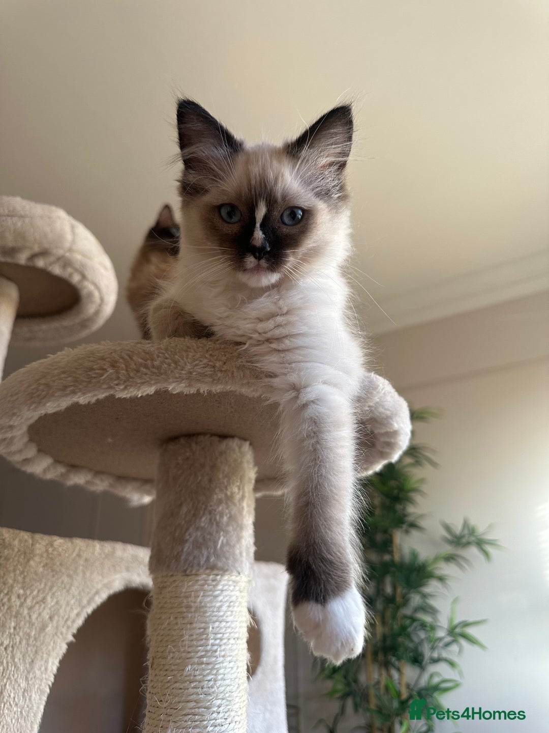 Ragdoll cats for sale: Last boy available! GCCF parents, pure ragdoll🤍 - Advert 7