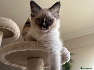 Ragdoll cats GCCF reg parents , pure breed ragdoll kittens 🤍 - Advert 7