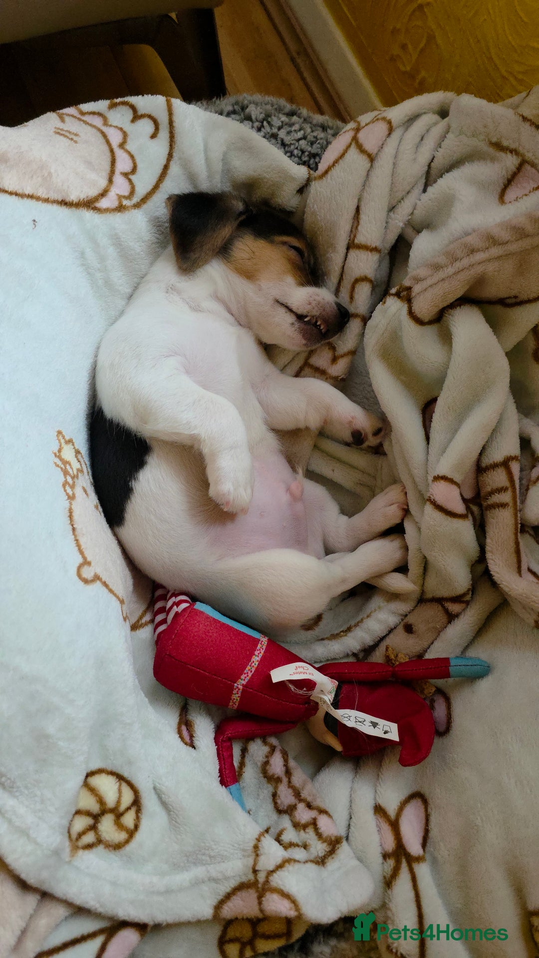 Jack Russell dogs for sale: URGENT: A Little Gentleman in Need of a Loving🏠 - Advert 2