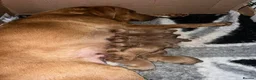 Labrador Retriever dogs for sale: Beautiful KC Reg Dark Fox Red Labrador Puppies - Advert 13