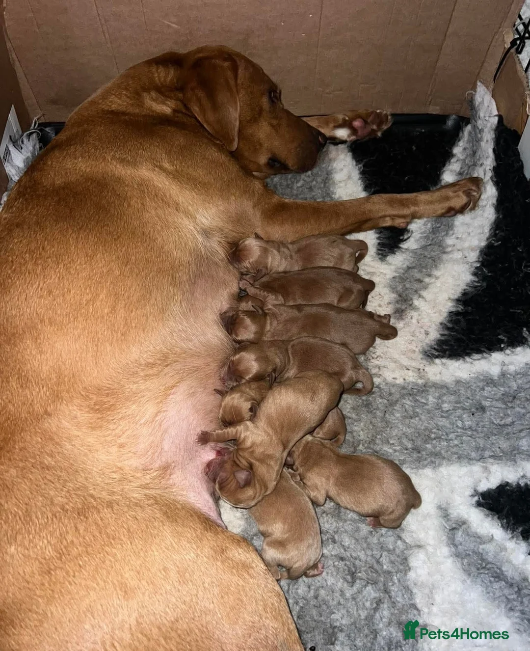 Labrador Retriever dogs for sale: Beautiful KC Reg Dark Fox Red Labrador Puppies - Advert 13