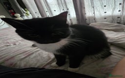 Domestic Shorthair cats for sale: Dolly needs a new loving home - Image 2