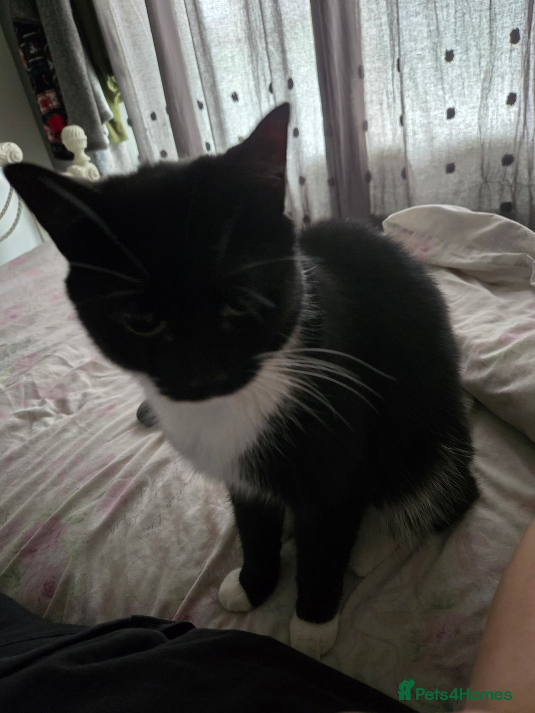 Domestic Shorthair cats for sale: Dolly needs a new loving home - Image 2