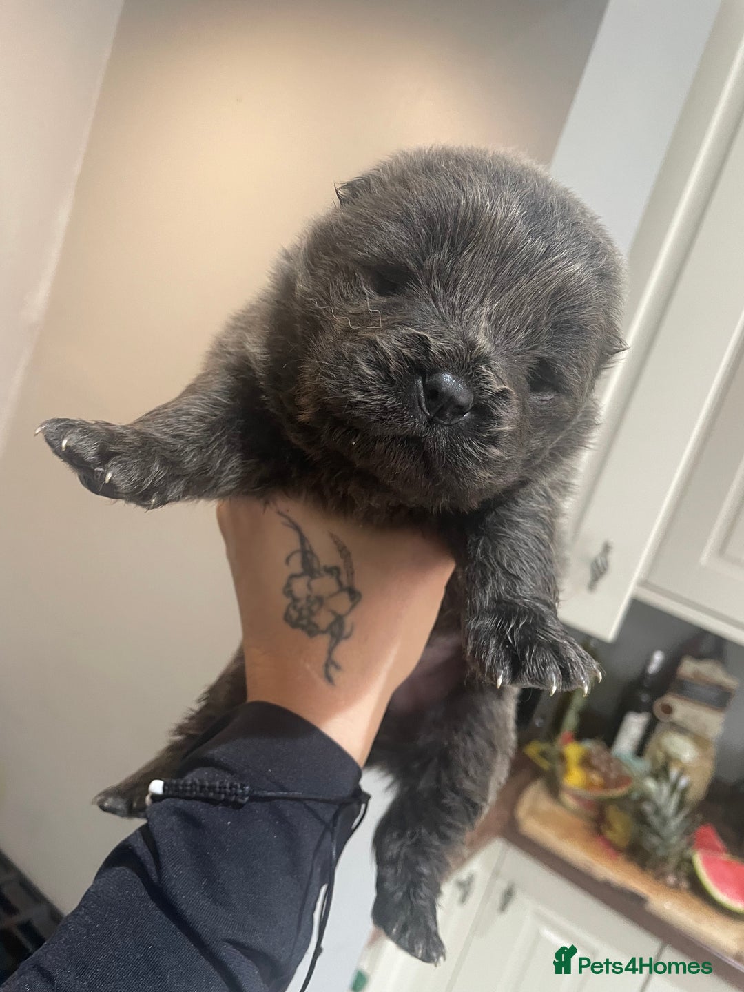 Chow Chow dogs for sale: Chow chow pups - Image 7