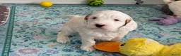 Australian Labradoodle dogs for sale: Stunning Australian Labradoodle Pups - Advert 13