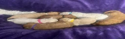 Cavapoochon dogs for sale: Cavapoochons fully health tested parents  - Advert 5