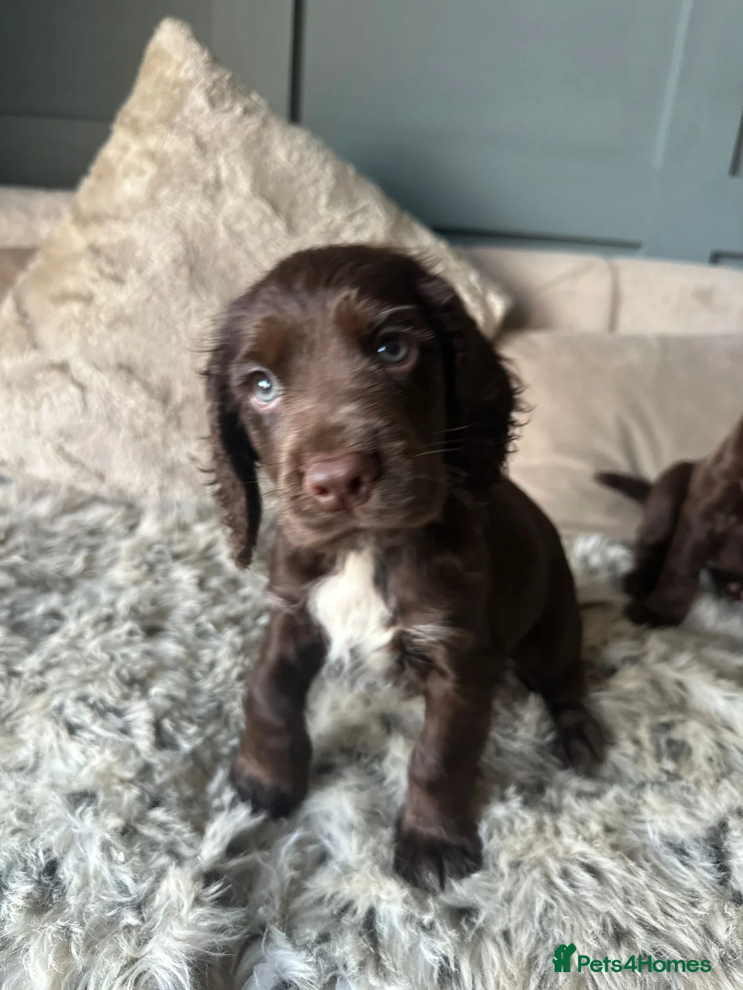 Cocker Spaniel dogs for sale: Working cocker spaniel puppies - Advert 16
