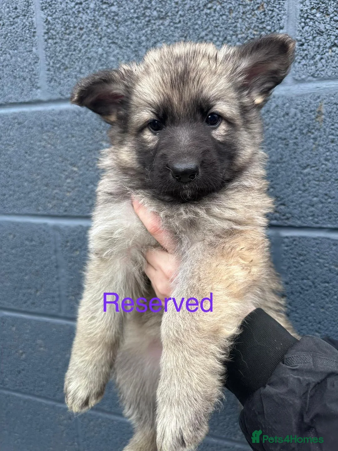 German Shepherd dogs for sale: KC registered German shepherds  - Advert 1