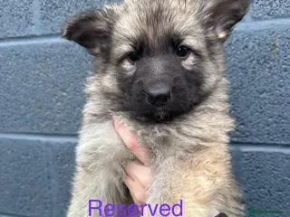 German Shepherd dogs KC registered German shepherds - Advert 2