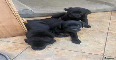 Labrador Retriever dogs - Advert 10