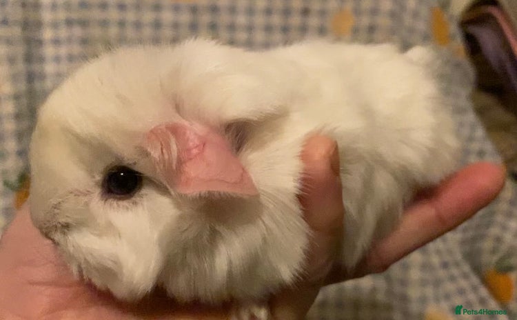 Guinea Pig rodents Gorgeous baby Guinea pigs - Advert 14