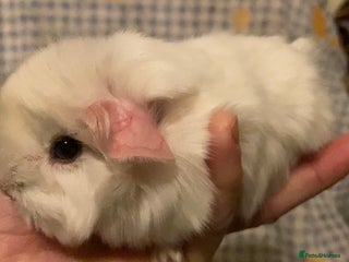 Guinea Pig rodents Gorgeous baby Guinea pigs - Advert 19