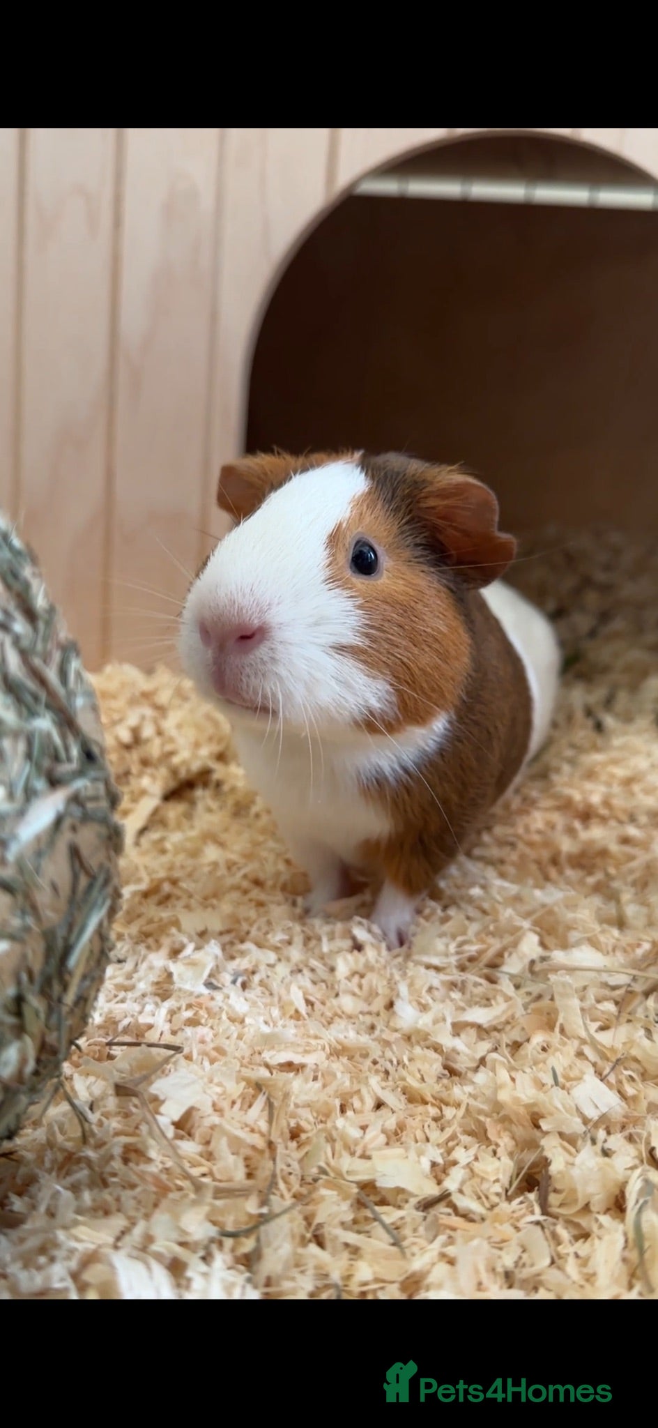 Guinea Pig rodents TWO MALE PIGS  - Advert 5