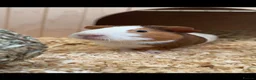Guinea Pig rodents for sale: TWO MALE PIGS  in Birmingham - Advert 1
