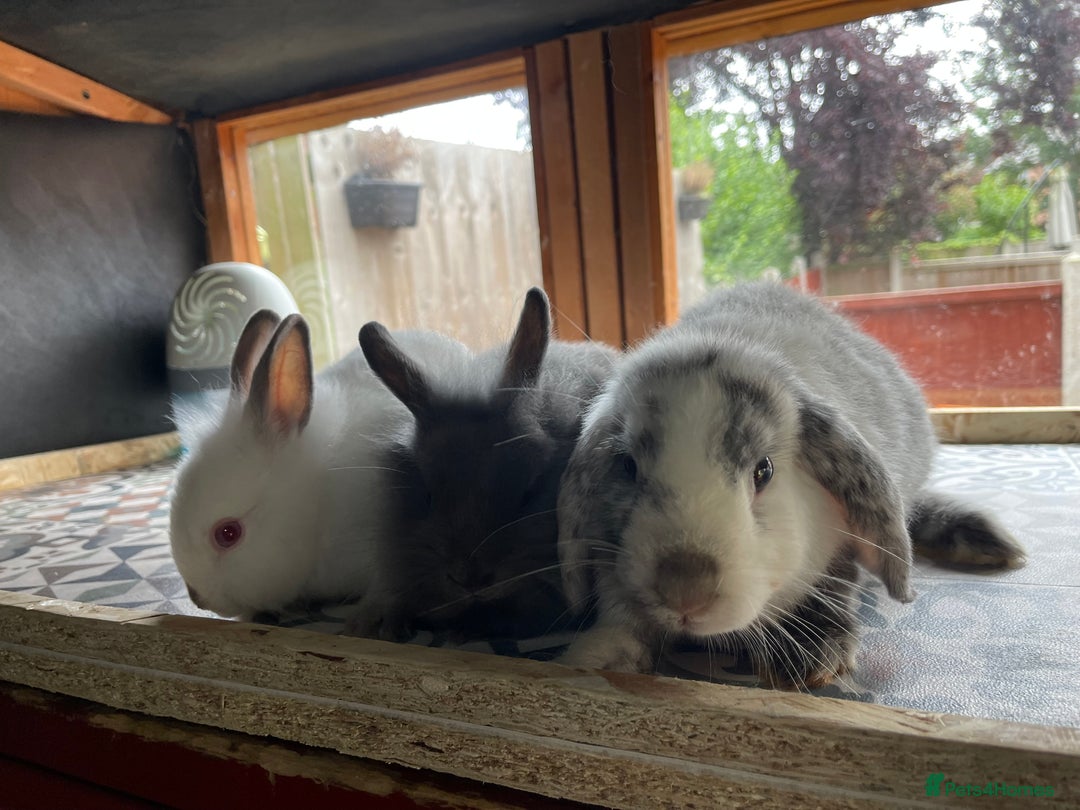 Mixed Breed rabbits for sale: Mini Lop and Netherland Dwarfs x Lionhead Babies - Image 7