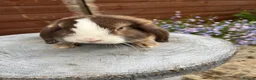 Mini Lop rabbits for sale: Gorgeous mini lop buck ready to go now   - Advert 5
