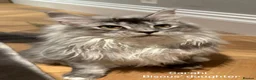 Maine Coon cats for sale: 💗RARE💗Imported lines, exceptional MC kittens😻⭐️ - Advert 15