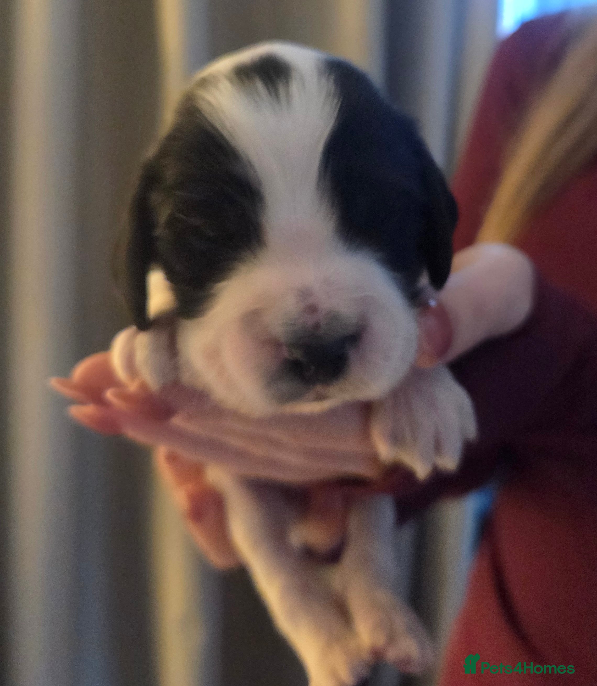 Cocker Spaniel dogs for sale: Beautiful cocker spaniel puppies 🐶  - Advert 2