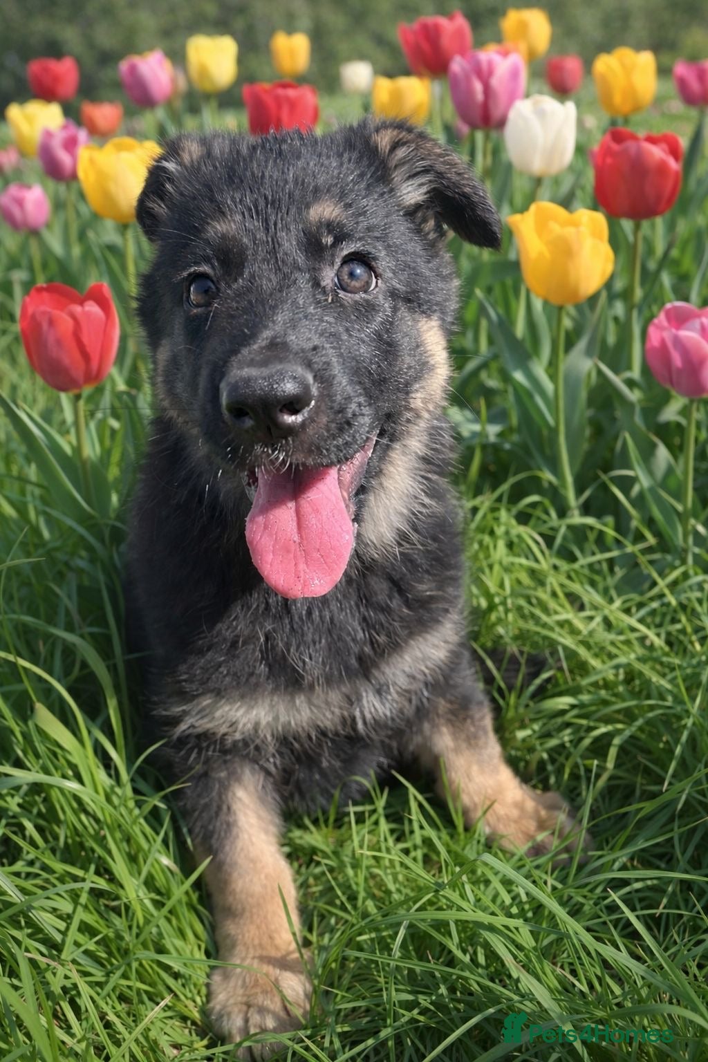 German Shepherd dogs One gorgeous KC reg GSD female left!  - Advert 9